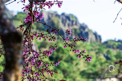 LOOK: Philippine Cherry Blossoms in Masungi Georeserve.
